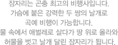 잠자리는 곤충 최고의 비행사입니다.
