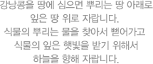 잠자리는 곤충 최고의 비행사입니다.